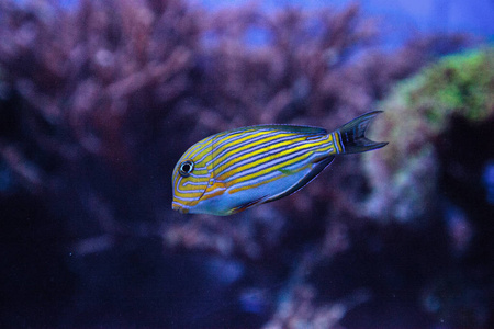 条纹尾条纹刺尾鱼 acanthurus lineatus照片