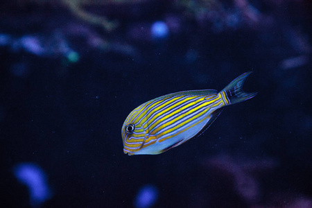 条纹刺尾鱼 acanthurus lineatus照片