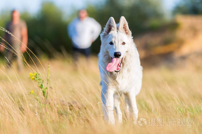 白色的德国牧羊犬的画像