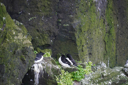 海鸥在冰岛 Latrabjarg 悬崖上筑巢