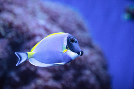 色塘鱼 Acanthurus leucosternon