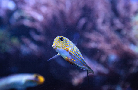 条纹尾条纹刺尾鱼 acanthurus lineatus照片