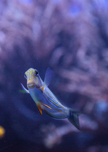 条纹刺尾鱼 Acanthurus lineatus