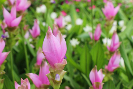 美丽的粉红色暹罗郁金香与自然