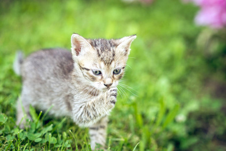 宝贝只小猫在花园里玩