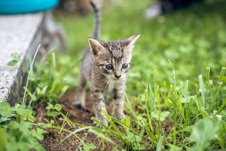 宝贝只小猫在花园里玩