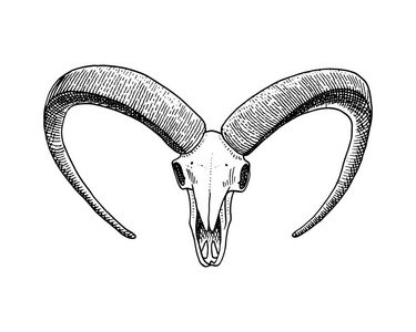 生物学或解剖图.刻的手绘在旧素描和复古的风格.头骨或骨骼的轮廓.