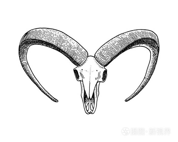 生物学或解剖图.刻的手绘在旧素描和复古的风格.头骨或骨骼的轮廓.