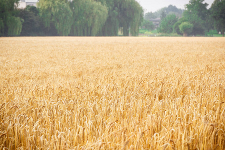 成熟的黑麦或小麦收割，农村和农业的概念的耳朵