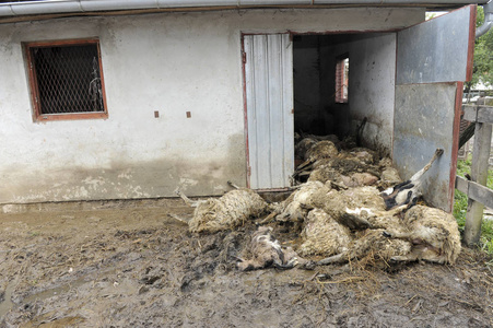 洪水救援洪水的后果, 死羊在马厩前照片