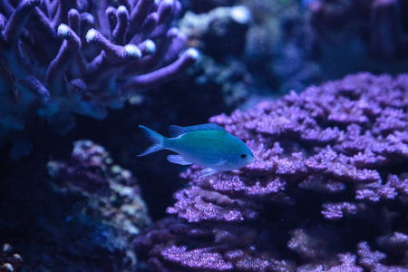 蓝绿色范德比尔特 chomis 鱼，图片集 vanderbilti