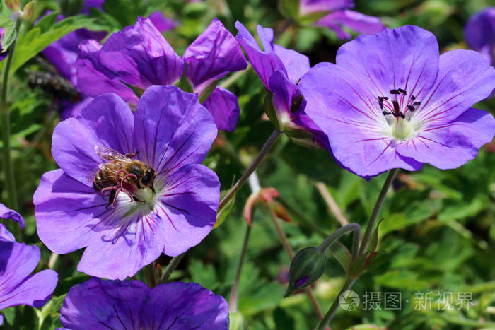 金银花是一种冬季耐寒的植物来自中国
