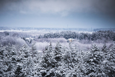 一个美丽的冬天风景在北欧，在灰色，阴沉沉的一天