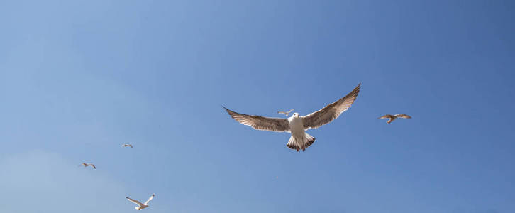 单在天空中飞翔的海鸥