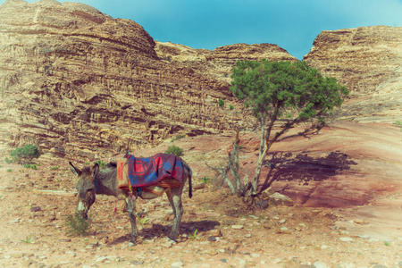 等待游人在古色古香的山附近驴子
