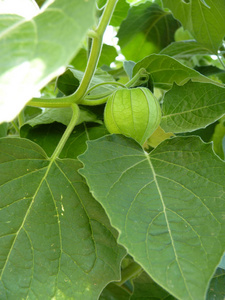 醋栗角植物的绿色果实照片