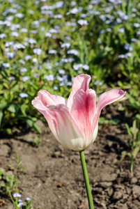 一个郁金香花在春天的季节里