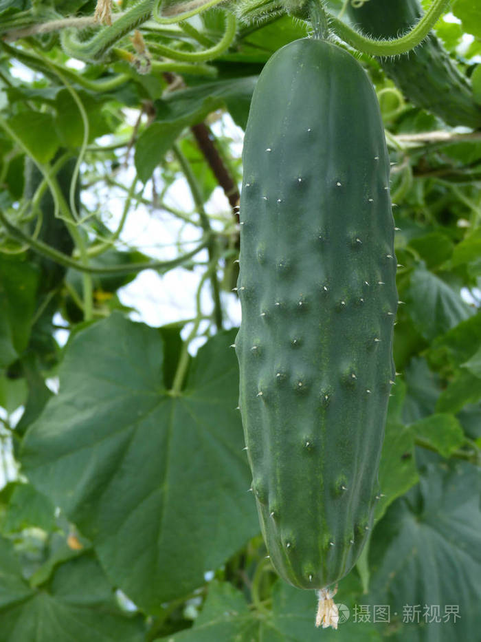 黄瓜果实切片的闭合宏