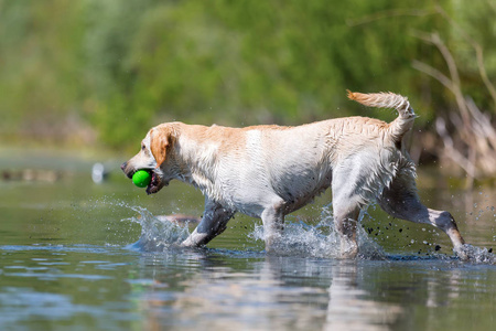 拉布拉多犬带内湖口鼻的玩具图片