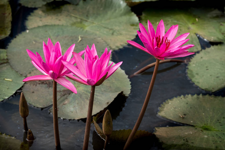 粉红色莲花