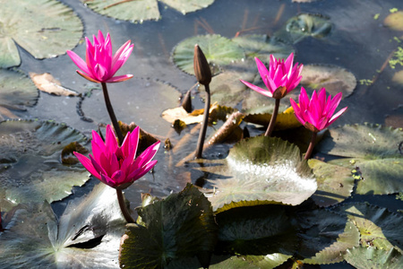 粉红色莲花