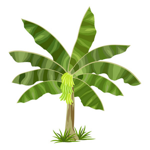 香蕉树的热带花园场景或景观照片