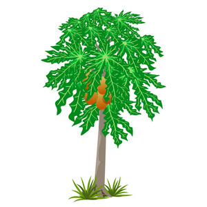 木瓜树的热带花园场景或景观孩子们玩传统的和现代的