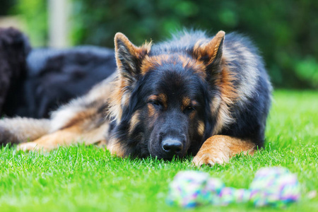 旧的德国牧羊犬在于累在草坪上