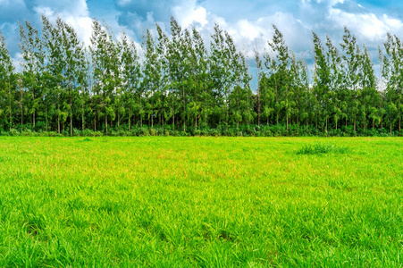 绿色的草地，蓝蓝的天空下郁郁葱葱的草领域的背景图像