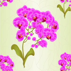 无缝纹理，树枝蝴蝶兰紫色兰花热带植物茎和芽，叶复古矢量植物插图设计可编辑