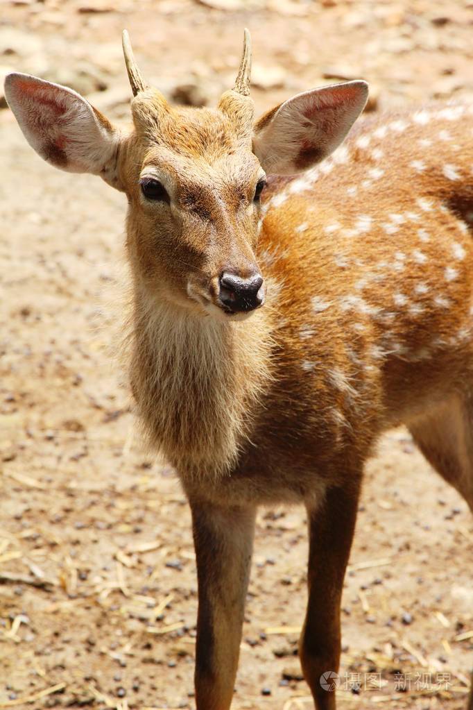 与大自然的动物园里的鹿