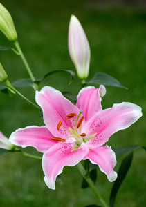 粉色百合花卉的特写