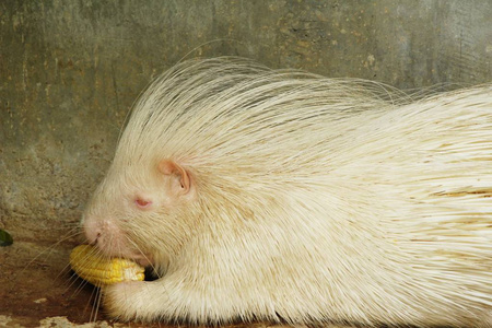 豪猪的动物图片