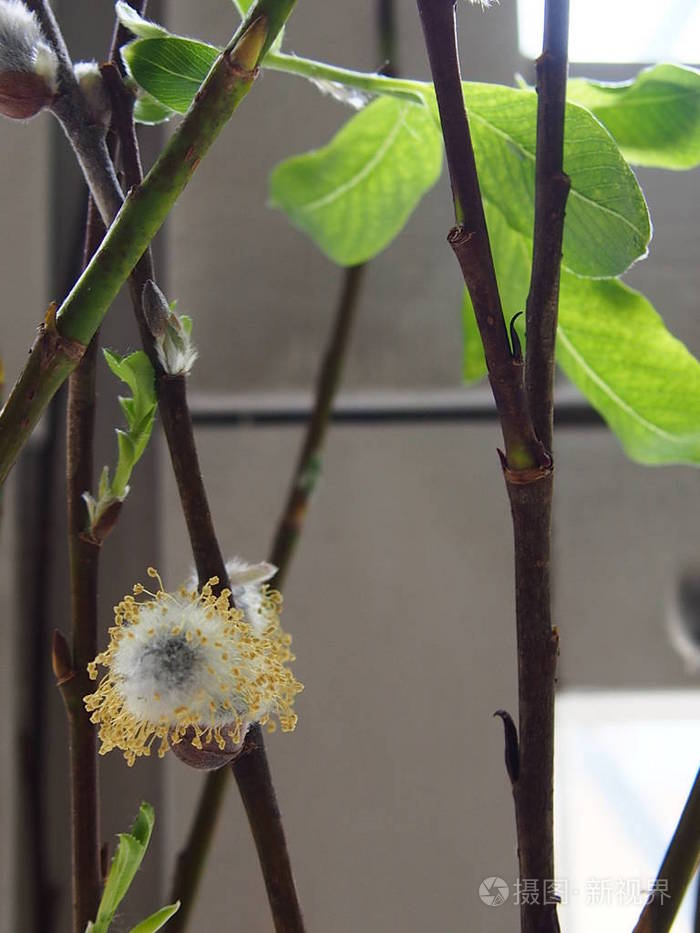 复活节树枝开花