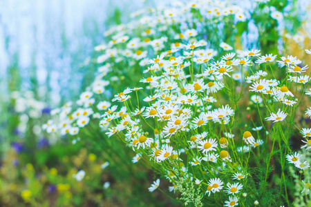 野生洋甘菊雏菊花图片