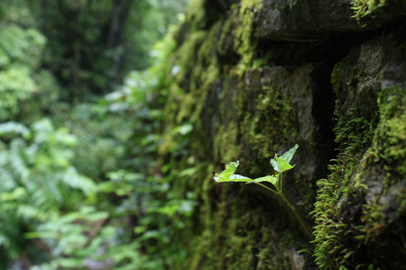 北美森林植物生长在苔藓覆盖墙上
