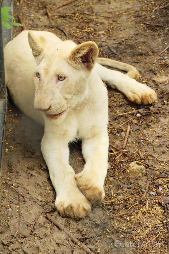 年轻的白老虎在动物园