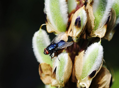 Calliphora 茶剂蝇飞