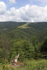 清除从夏天在北东波西米亚，捷克共和国的山基迪绿色乡村