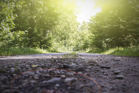 太阳的光线，所以在森林道路和树木