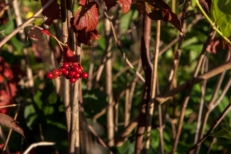 明亮的红色浆果的盖尔德玫瑰或 viburnum opulus 灌木