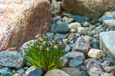 紫黄色的花和石头