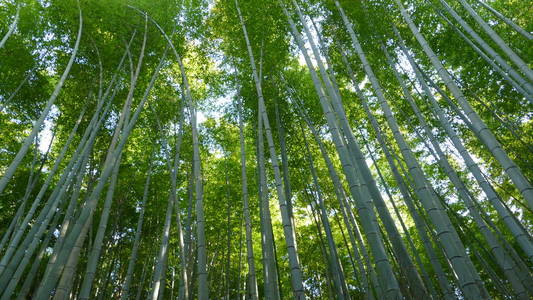 日本京都阿拉山地区美丽的竹林相似素材图片 摄图新视界