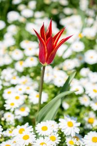 一个郁金香花在春天的季节里