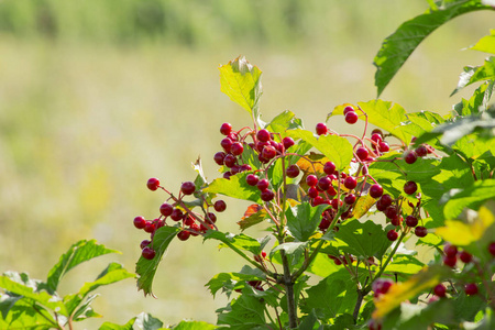 美丽的红莓灌木植物集群罗万和维伯纳姆背景和设计