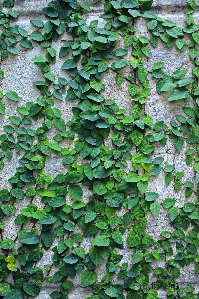 墙上的绿色的爬山虎植物