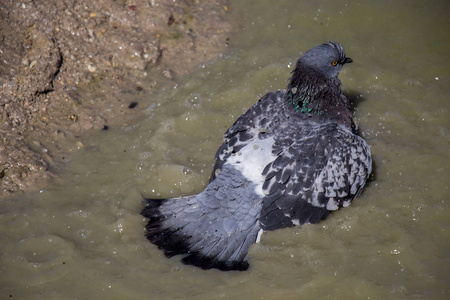城市鸽子在泥泞的水中洗澡