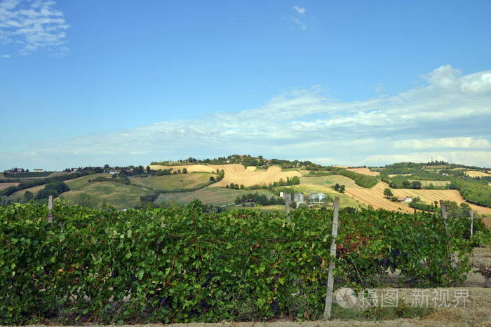 乡村景观。Monferrato，意大利皮埃蒙特