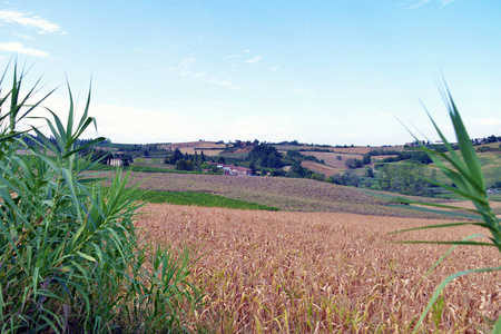 乡村景观。Monferrato，意大利皮埃蒙特