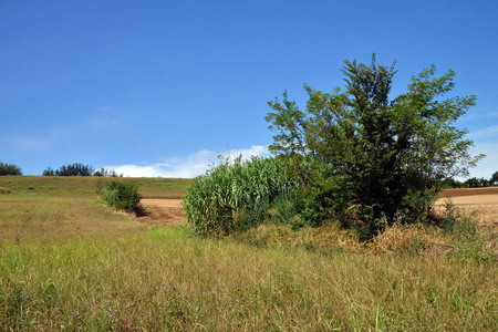 乡村景观。Monferrato，意大利皮埃蒙特